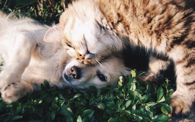 5 Tips You Should Know to Have Better-Behaved Pets
