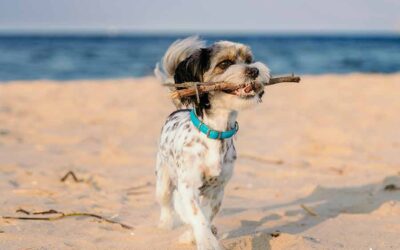 How Important Is Pet Dental Care?