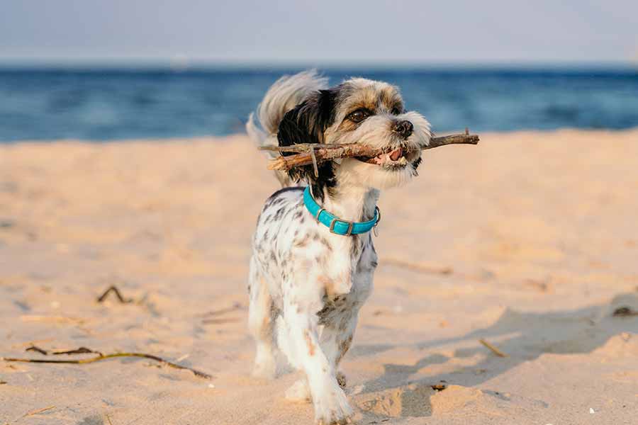 How Important Is Pet Dental Care?