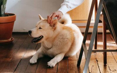 What is Pet Health Insurance?