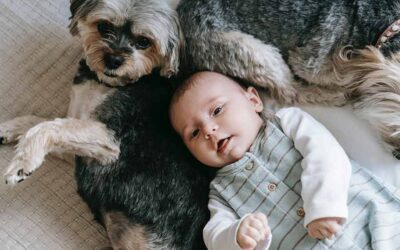 Why You Should An Insurance Plan for Your Pet