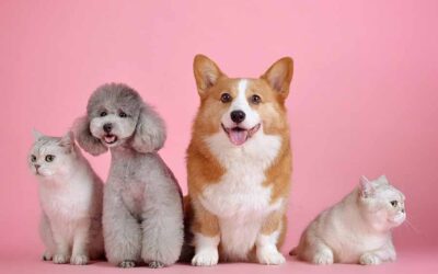 Deciding on Your New Family Pet